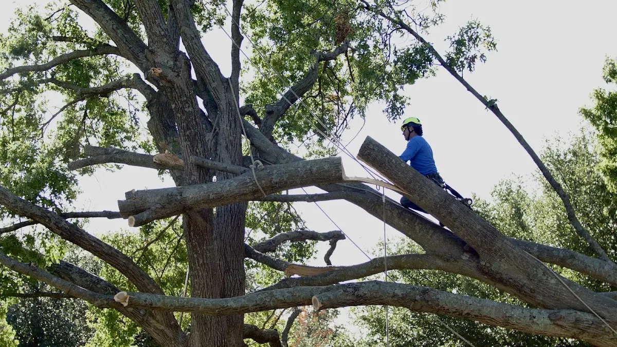 Professional Hazardous Tree Removal performed by certified arborists in Bison