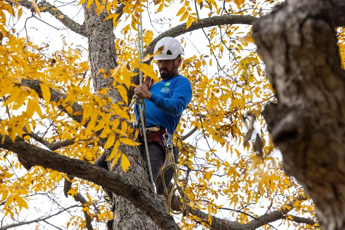 Skilled Tree Disease Treatment crew working in Bison