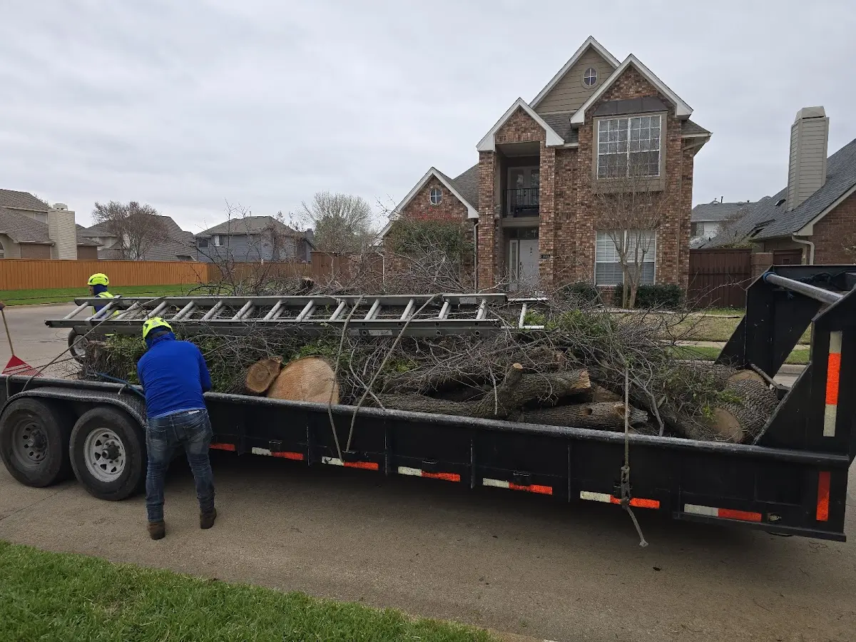 Expert Tree Removal with proper safety equipment in Bison